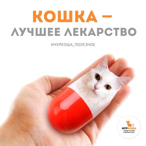 Кошка – лучшее лекарство? | Пикабу