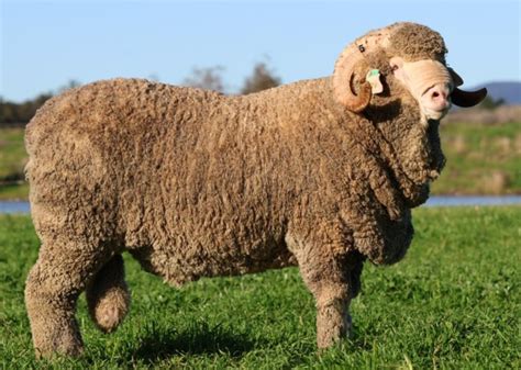 Westray Merinos | Poll Merino Rams