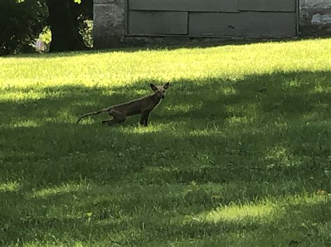 This was just in my neighbors yard (Massachusetts), what is it? : r