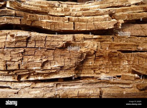 brittle nature  res stock photography  images alamy
