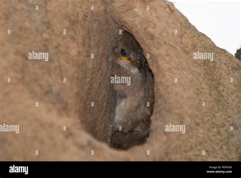 Young Rufous Hornero hiding in its nest Stock Photo - Alamy