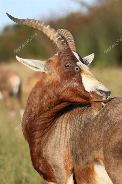 Blesbok Antelope with Itch — Stock Photo © fouroaks #5377845