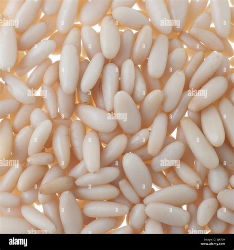 pine nuts background food texture stock photo alamy