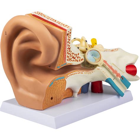 vevor human ear anatomy model  times enlarged human ear model pvc