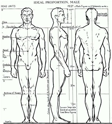 Figure Drawing Proportions Worksheet — db-excel.com