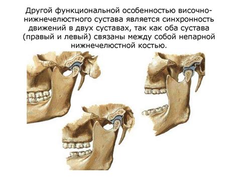 Анатомия ВНЧС (височно-нижнечелюстной сустав ) - презентация онлайн