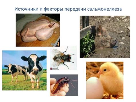Сальмонеллез. Клиника. Лечение. Профилактика - презентация онлайн
