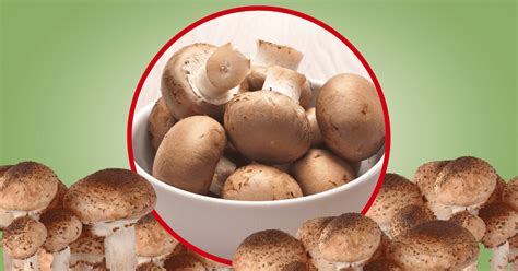 Growing Chestnut Mushrooms: Ultimate Easy Guide
