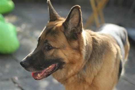 Understanding care for dogs with Masticatory Muscle Myositis. MMM