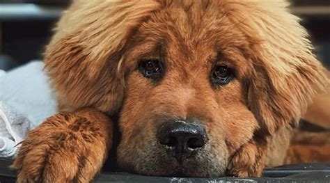 facts  tibetan mastiffs   fascinate     petpress