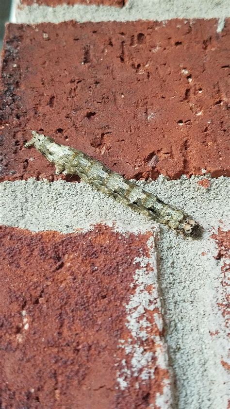 Big Grey Caterpillar, South Texas : r/whatsthisbug