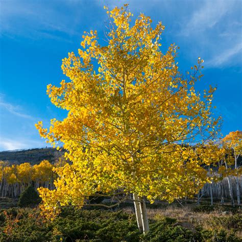 Aspen Trees