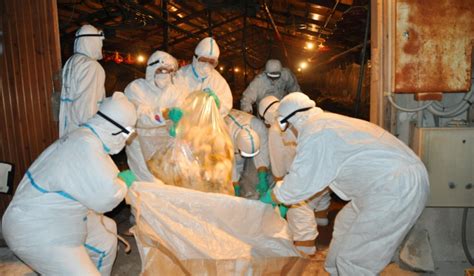 Япон улсад шувууны томуу дэгдэж 6.5 сая тахиа устгажээ
