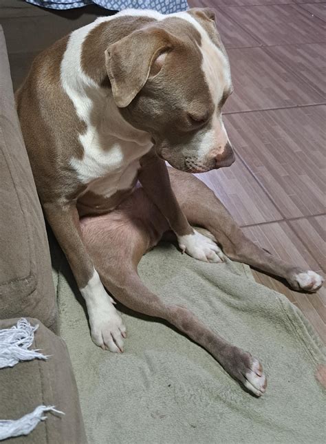 Why do they always sit on the most strange positions 😭 : r/pitbulls