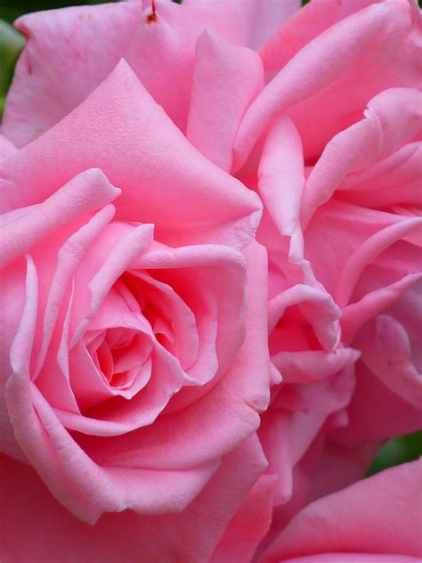 Images Gratuites : fleur, pétale, Floraison, Couleur, Coloré, beau