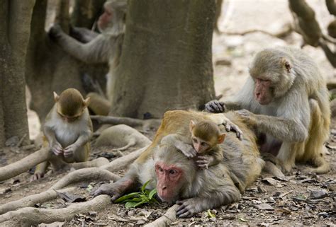 Male monkeys have more same-sex romps than hookups with females: study