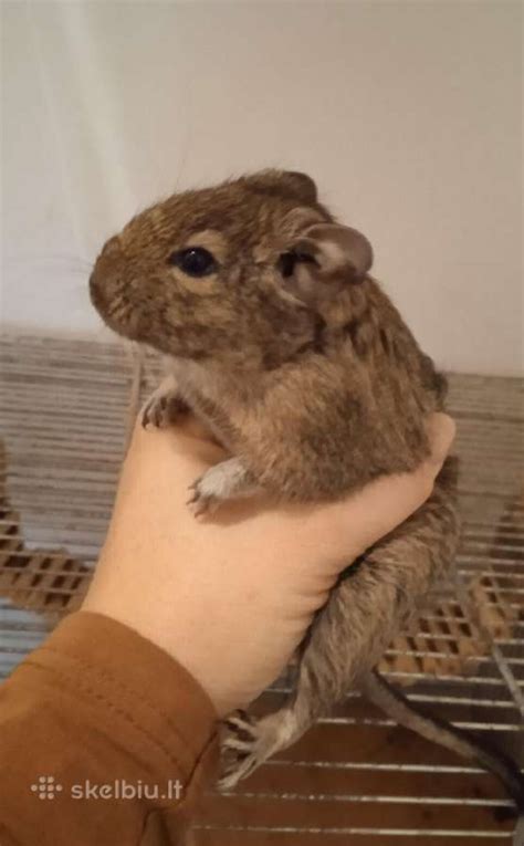 Parduodu Degu - Skelbiu.lt