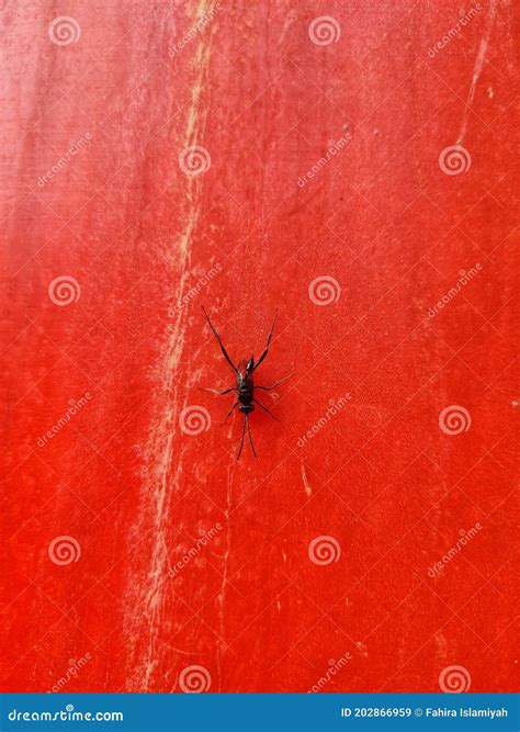 BANDUNG, INDONESIA - NOVEMBER, 24 2020 Ensign Swap, the Cockroach S