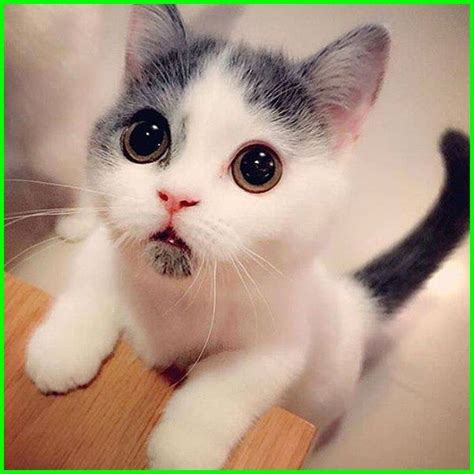 kucing lucu sedunia