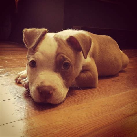 From Alex_Ogle on Twitter | Pitbull puppies, Cute puppies, Puppies