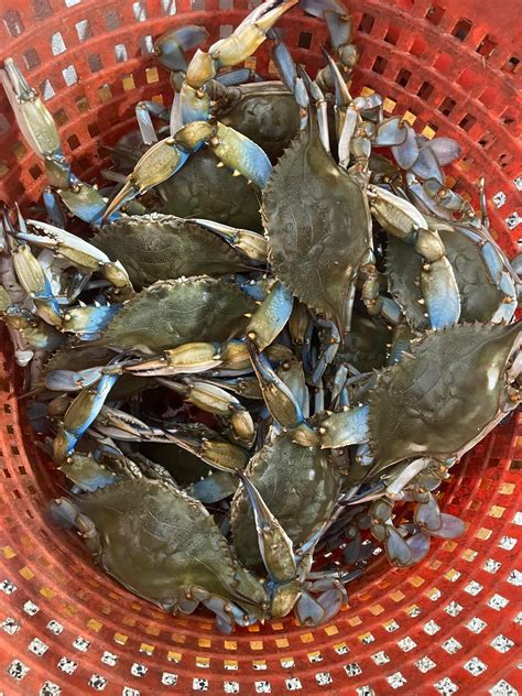 Lady Frances Crabhouse | Essex MD