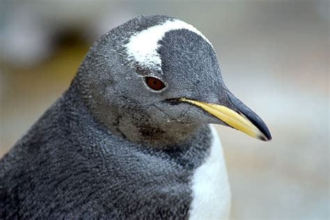 PIXEL & WIDGET | More penguin photos from Edinburgh zoo. They were...