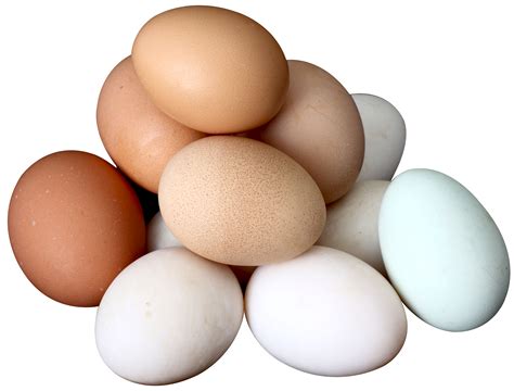 Collection of Egg PNG. | PlusPNG