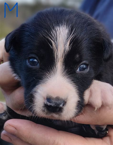 Border Collie Kelpie Cross - Jarrahdale - PetsForHomes