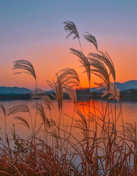 stt hoang hon cau noi hay ve hoang hon lang man tho mong nhat