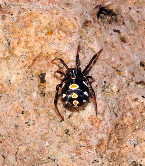 latrodectus | Latrodectus tredecimguttatus Spiders, Creepy, Insects, Spider