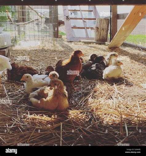 Baby chickens in a chicken coop Stock Photo - Alamy