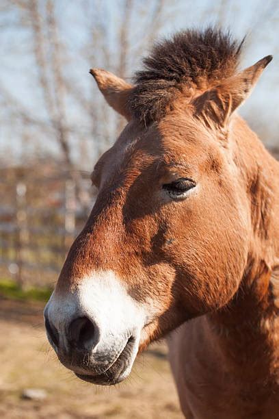 420+ Mongolia Zoo Stock Photos, Pictures & Royalty-Free Images - iStock