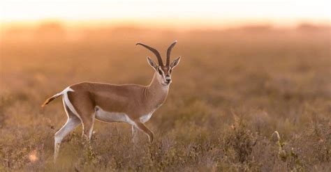 Gazelle Animal Facts - Gazella gazella - A-Z Animals