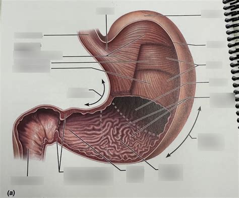 Stomach Diagram | Quizlet