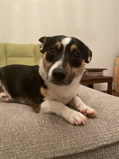 heeler rat terrier mix 2