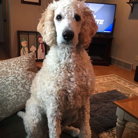 Standard Poodle Full Grown at Ellen Baeza blog