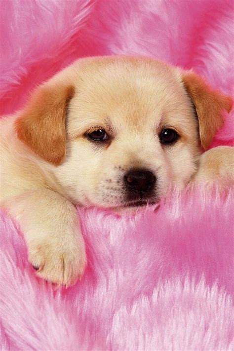 Cute Dog Wallpapers Hd - 640x960 Wallpaper - teahub.io