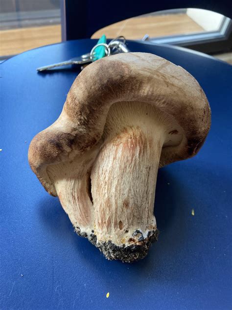 ID? Found on a woodland path near a river in Edinburgh, Scotland. : r