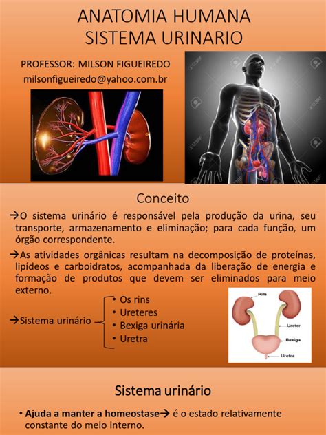 Funções Do Sistema Urinário - Anatomia e Funções do Sistema Urinário | PDF | Rim | Sistema reprodutivo