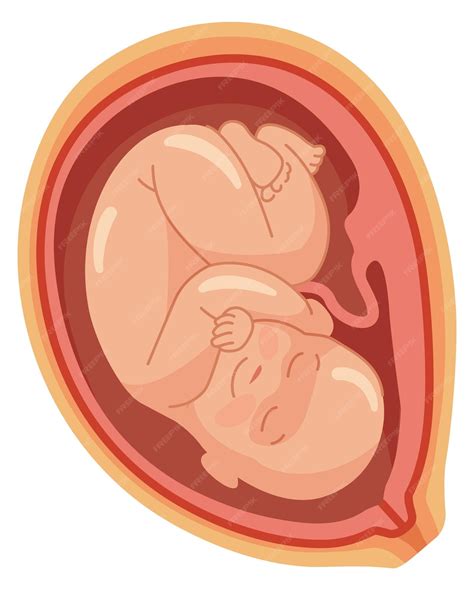Como O Utero Fica Quando Esta Gravida - Bebê no ícone do útero ilustração médica da gravidez útero humano ...