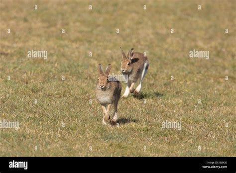 Irish Hare Stock Photo - Alamy