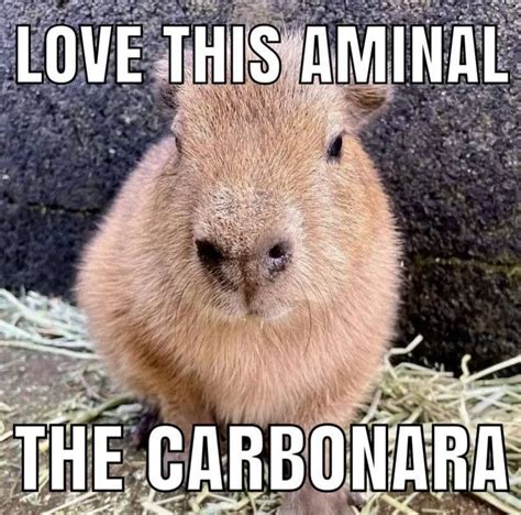 Capybara memes – Artofit