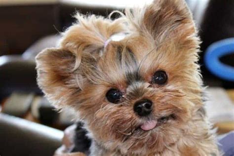 Teacup Yorkie - Everything You Could Want to Know!