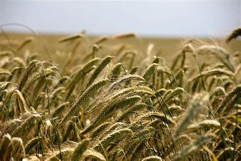 Выращивание ржи как бизнес