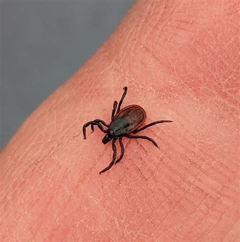 Ixodidae
