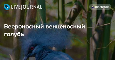 Веероносный венценосный голубь: masterok — LiveJournal