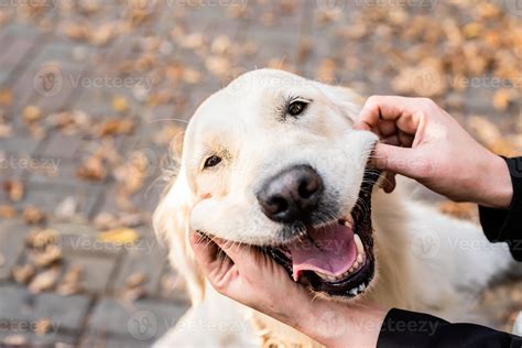 funny golden retriever dog in the park 4334857 Stock Photo at Vecteezy