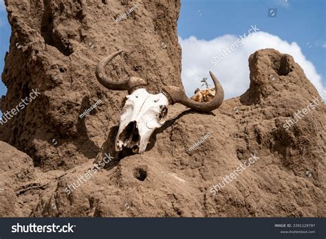 dead buffalo mounds images stock   objects vectors