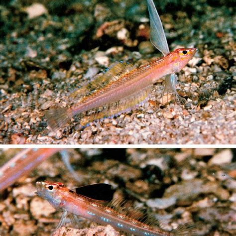 spinous dorsal fin pterygiophores  anterior vertebrae  pteropsaron