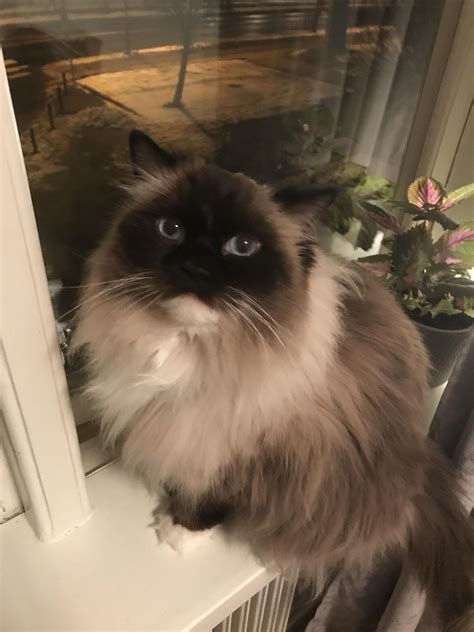 Curious little one : r/ragdolls
